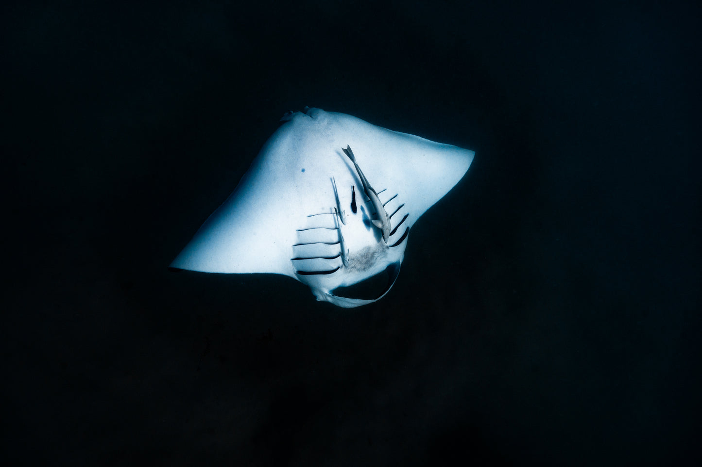 Coral Bay Marine Wildlife Safari