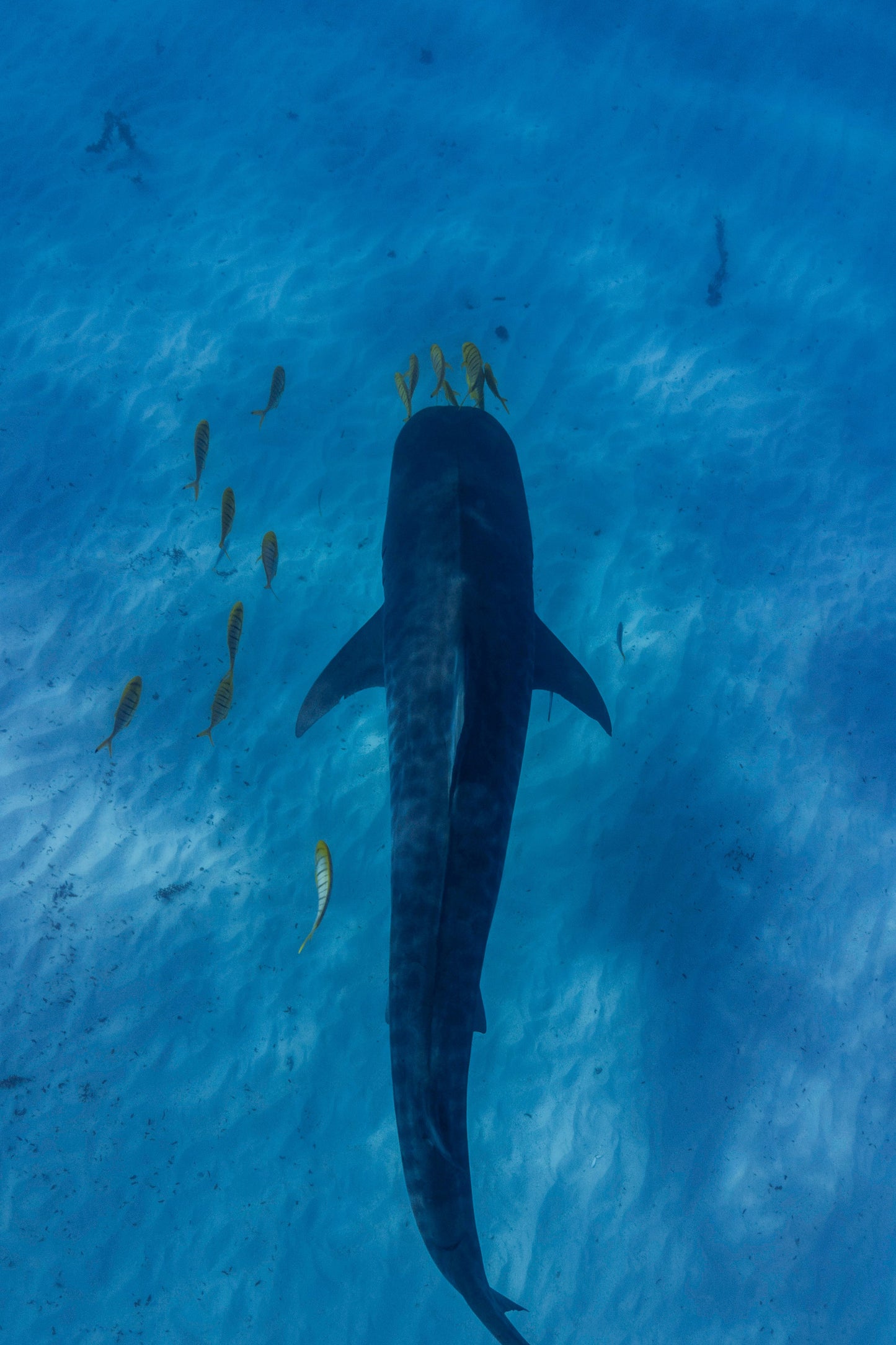Coral Bay Marine Wildlife Safari