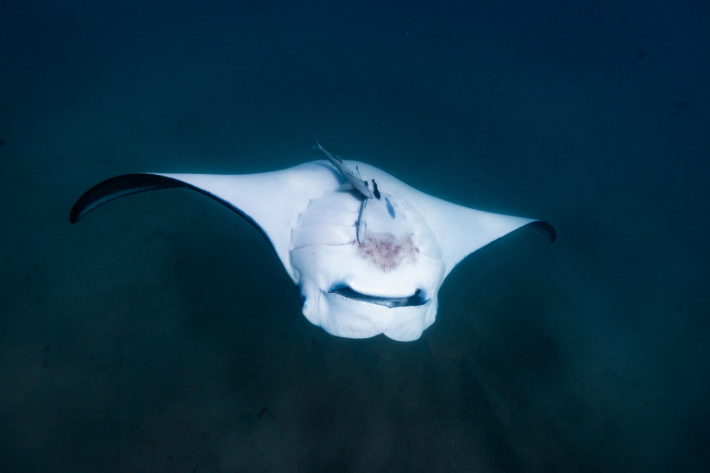 Coral Bay Marine Wildlife Safari