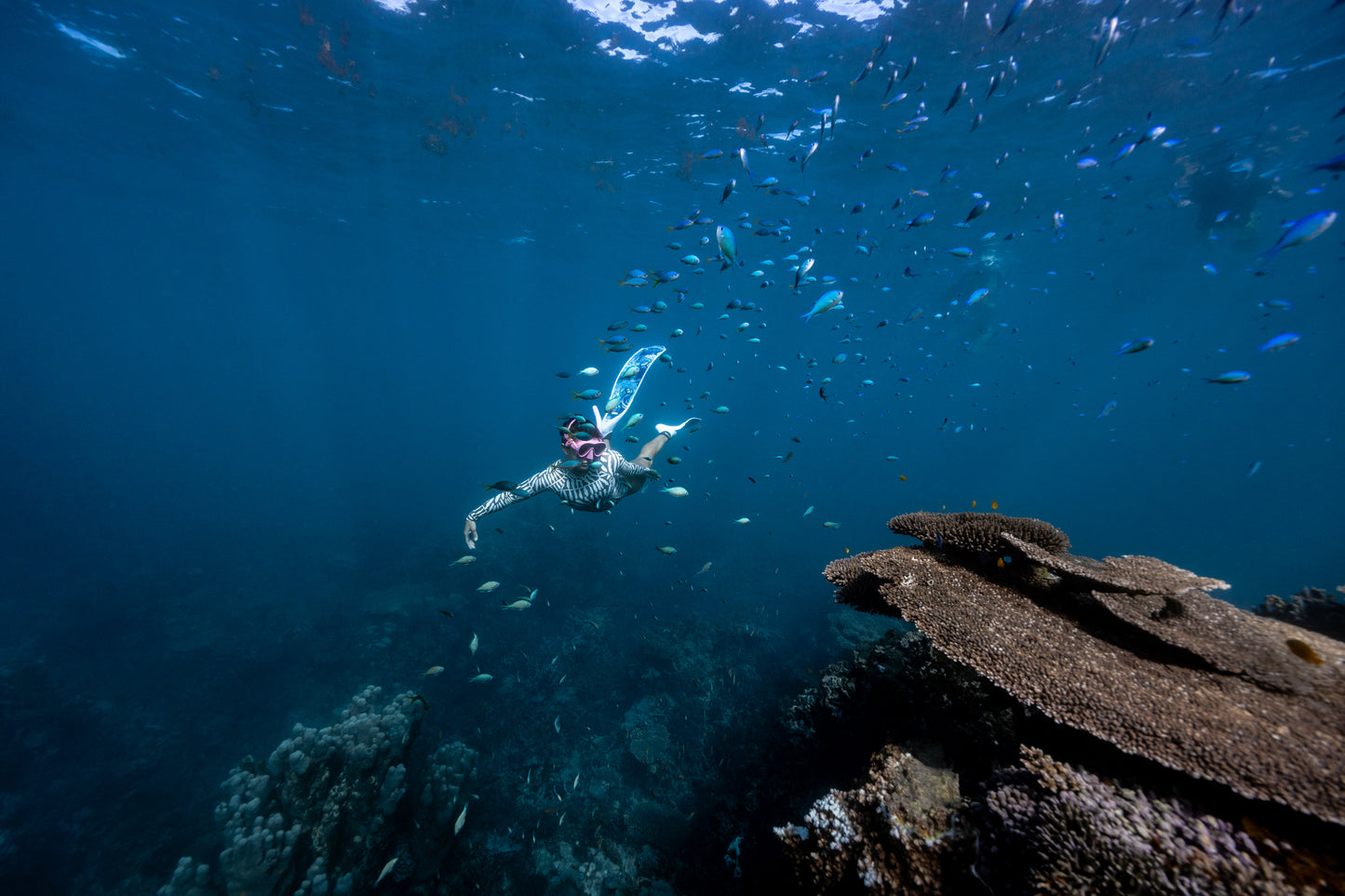 Coral Bay Marine Wildlife Safari