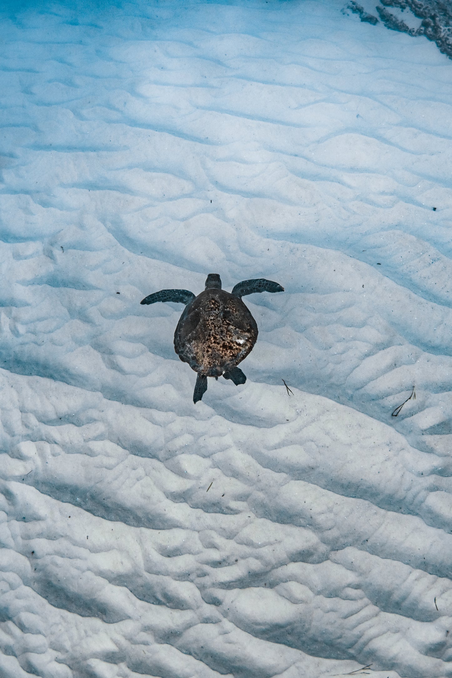 Seal Rocks Snorkel & Yoga - 13th & 20th June 2026