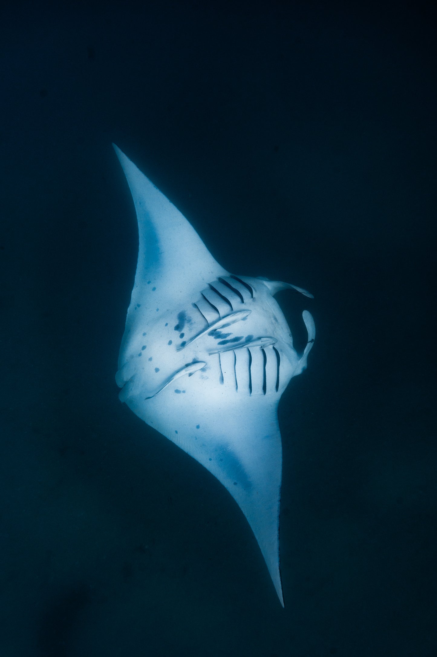 Coral Bay Marine Wildlife Safari