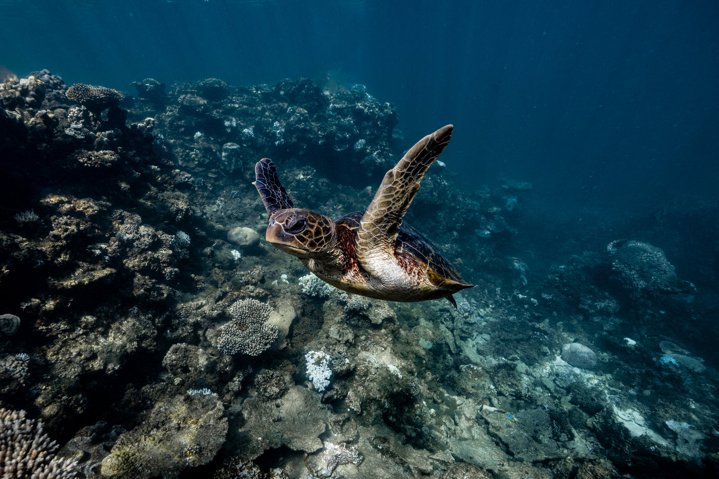 Coral Bay Marine Wildlife Safari