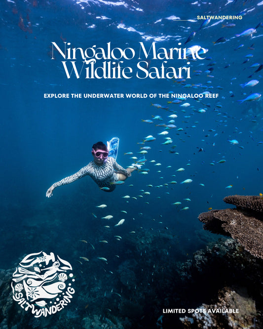 Coral Bay Marine Wildlife Safari